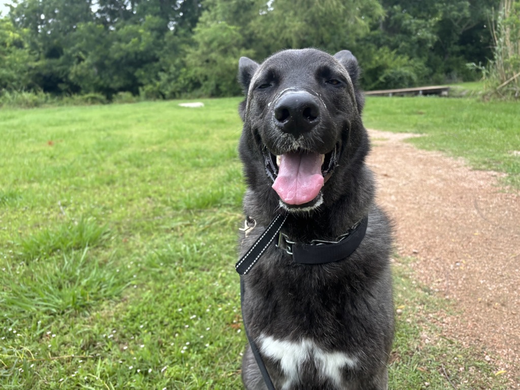 Dogs playing together